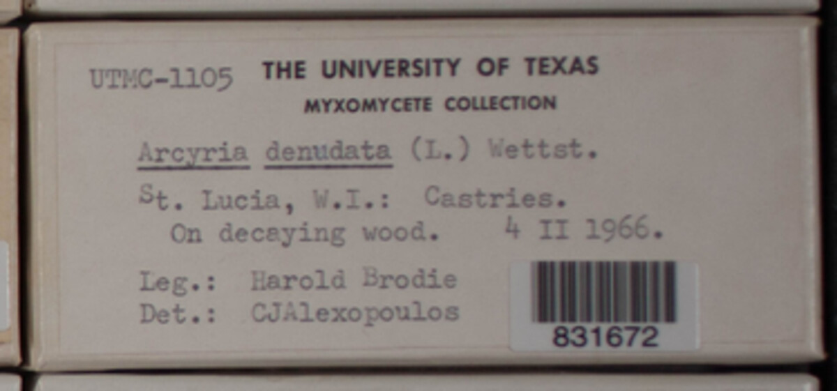 Arcyria denudata image